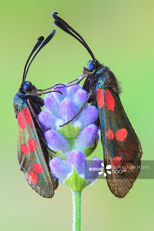 六点灯蛾图片素材