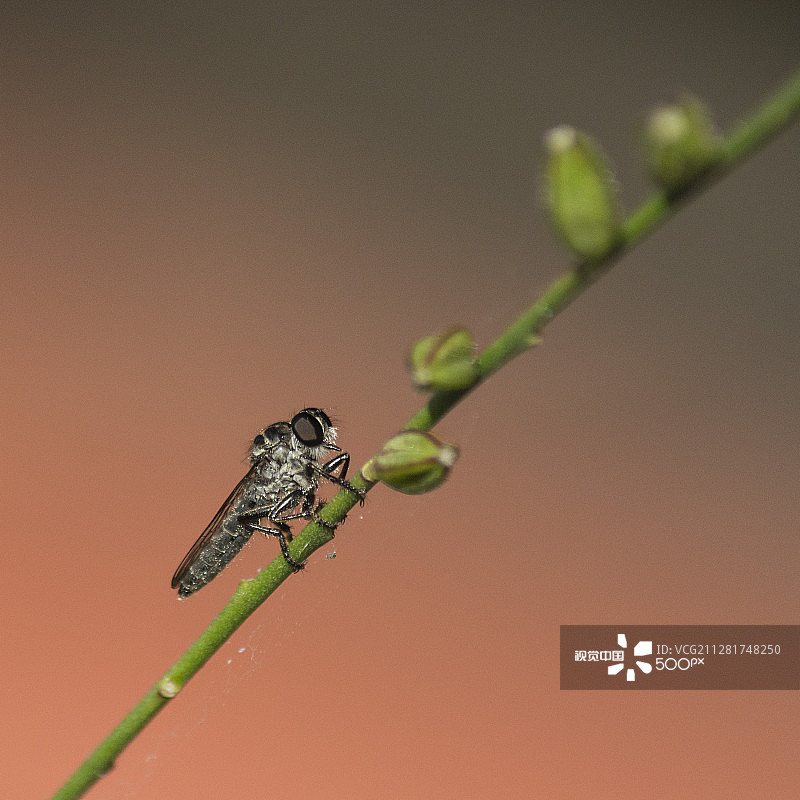 食虫虻图片素材