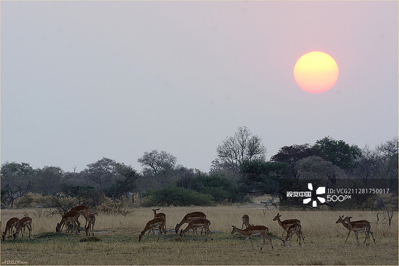 日落前的黑斑羚图片素材