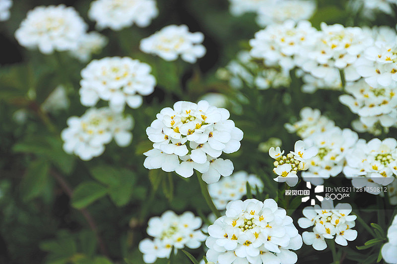 白色屈曲花图片素材