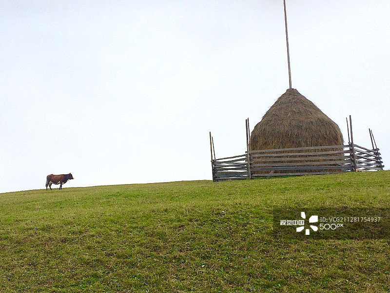 牛的梦想图片素材