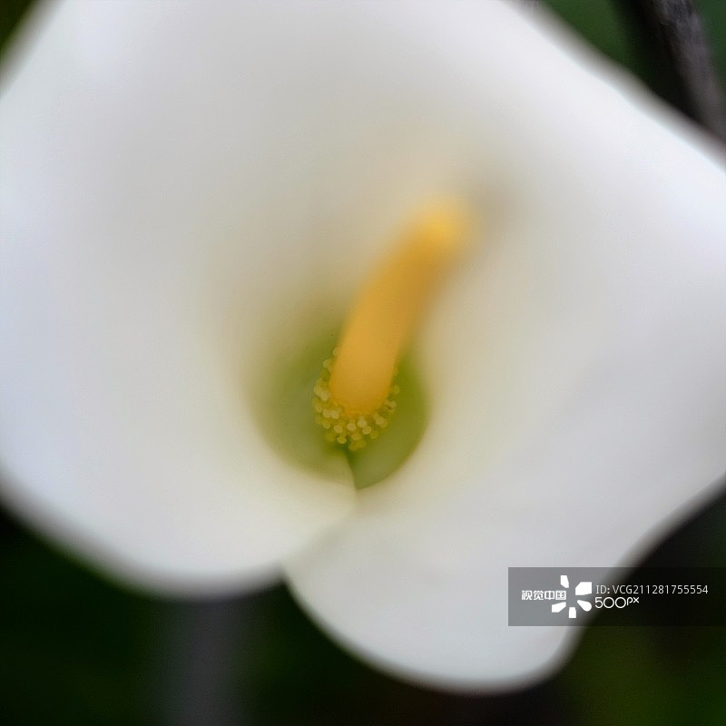 宏观的 Araceae / 莉莉图片素材