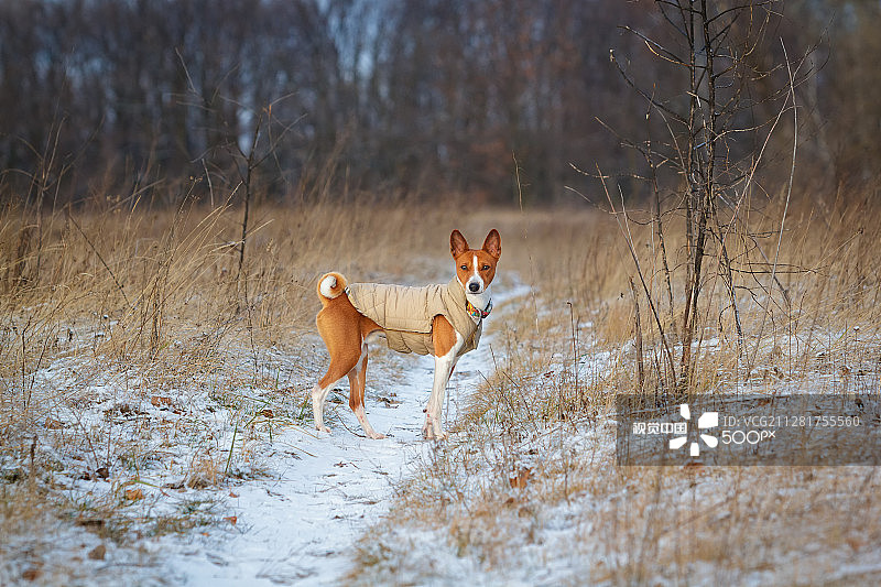 巴辛吉犬在田野里行走图片素材