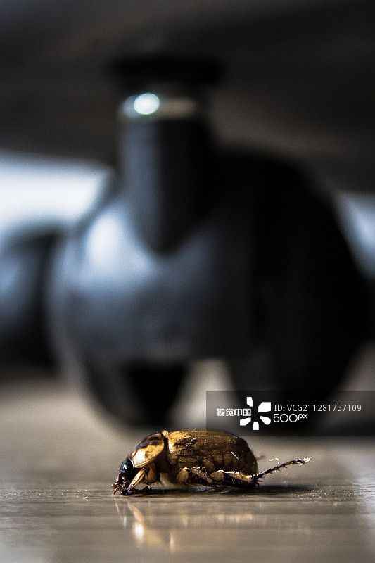 甲壳虫图片素材