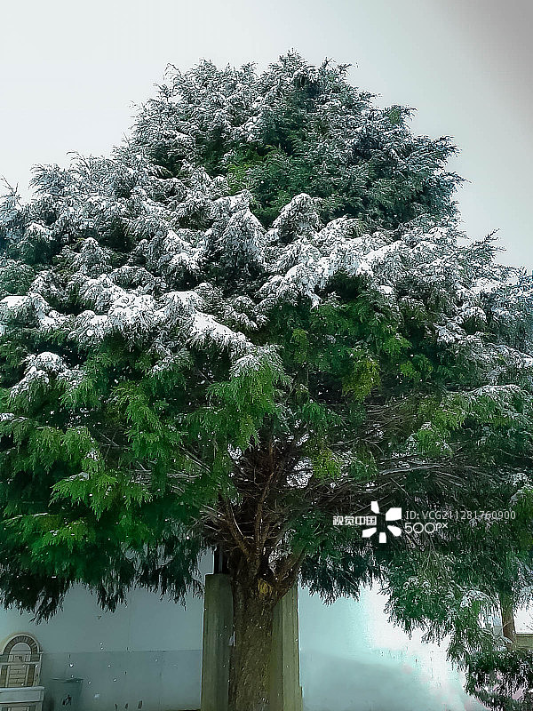 圣诞树图片素材