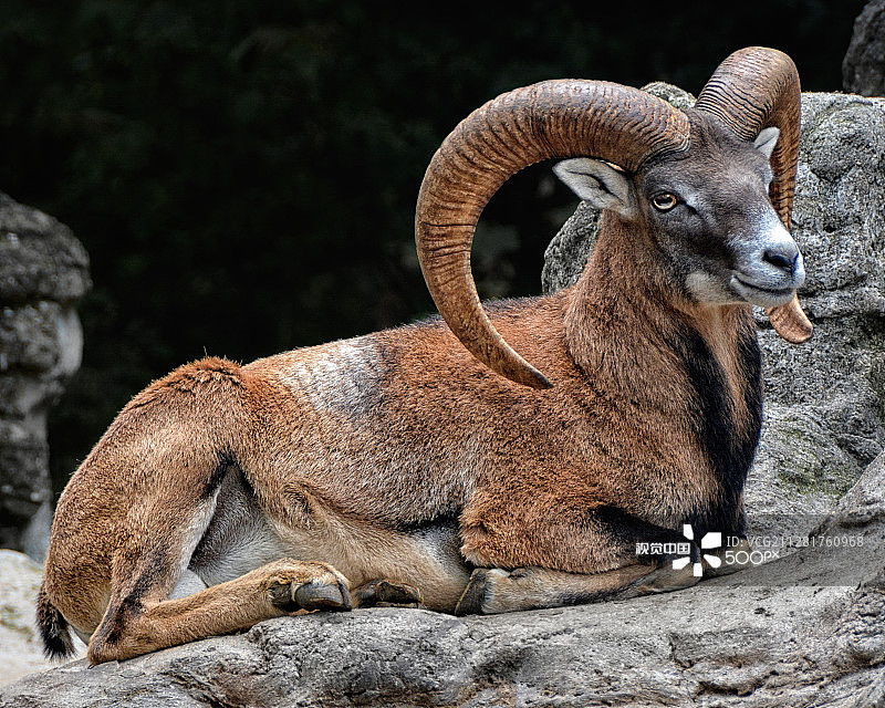 摩弗伦公羊图片素材