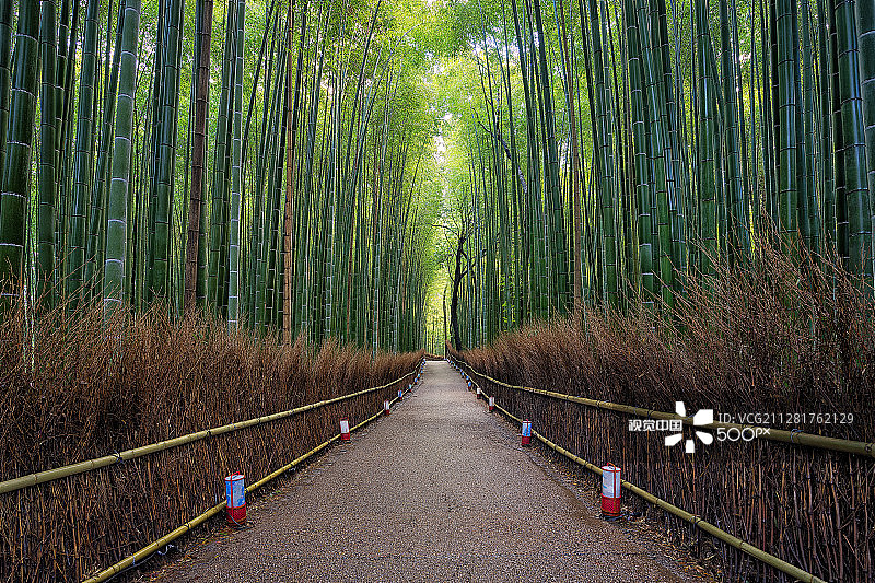 日本京都竹林图片素材