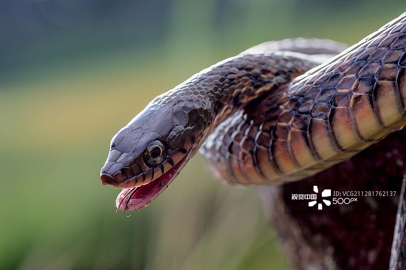 斜鳞滑鼠蛇图片素材