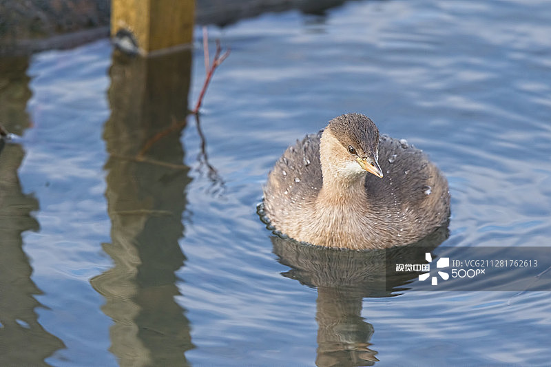 小格里布图片素材
