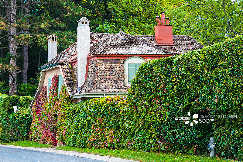 路边覆盖着爬山虎的古朴房屋图片素材