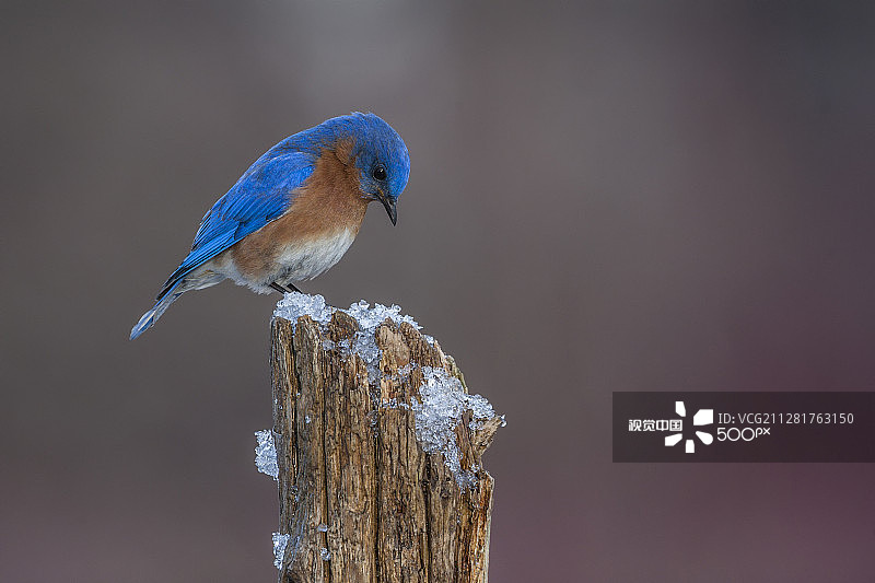 冬季蓝知更鸟图片素材