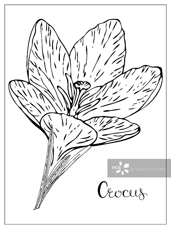 花卉与番红花剪影图片素材