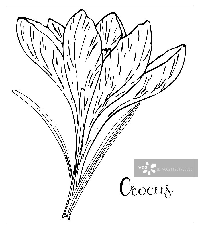 花卉与番红花剪影图片素材