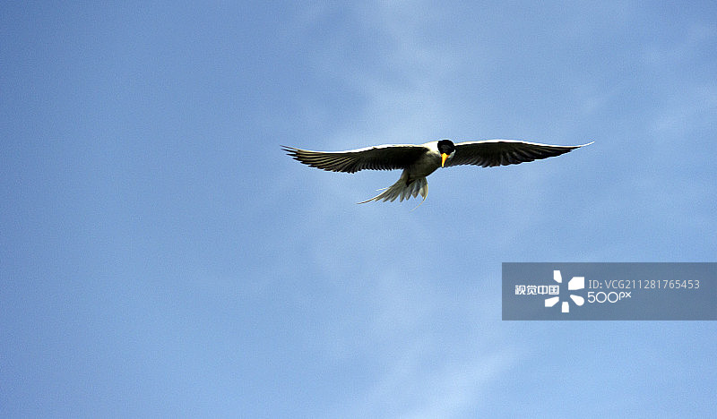 河燕鸥图片素材