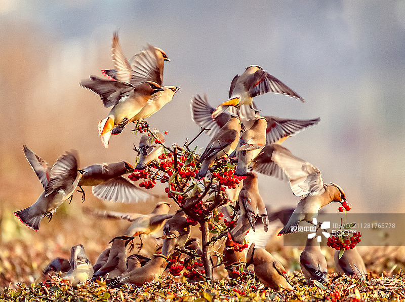 太平鸟图片素材