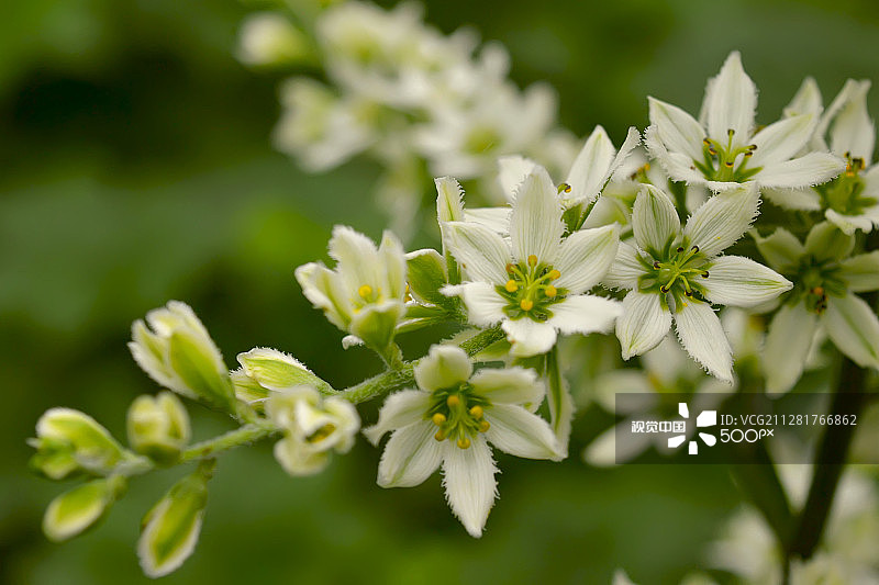 兴安藜芦花图片素材