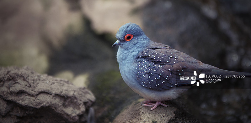 蓝色的鸟图片素材