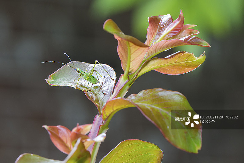 绿蟋蟀与紫薇花图片素材