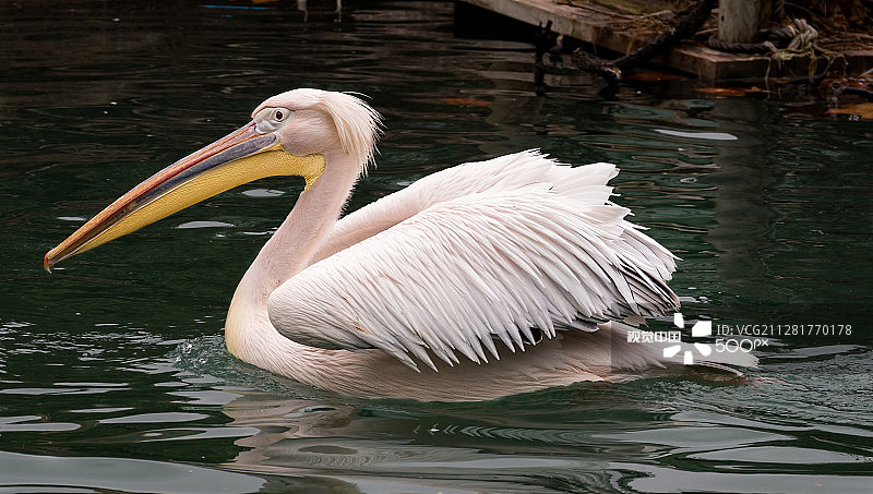 白鹈鹕图片素材