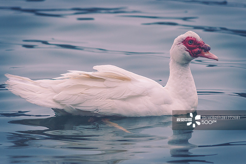 美洲家鸭图片素材