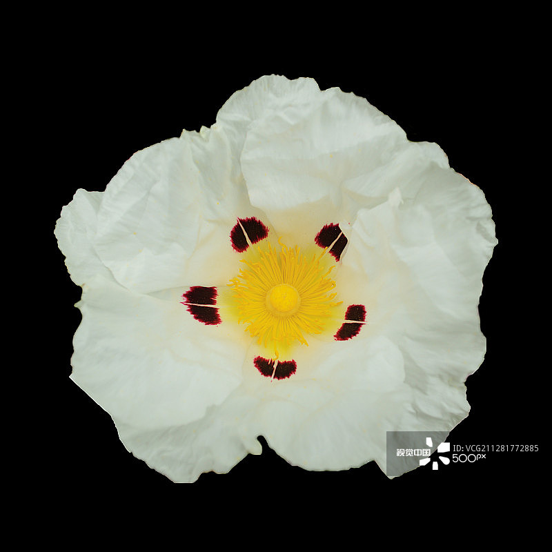 胶岩蔷薇图片素材