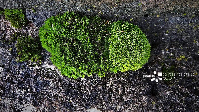 亮绿色图片素材