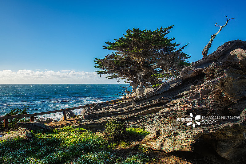 倾斜的树图片素材