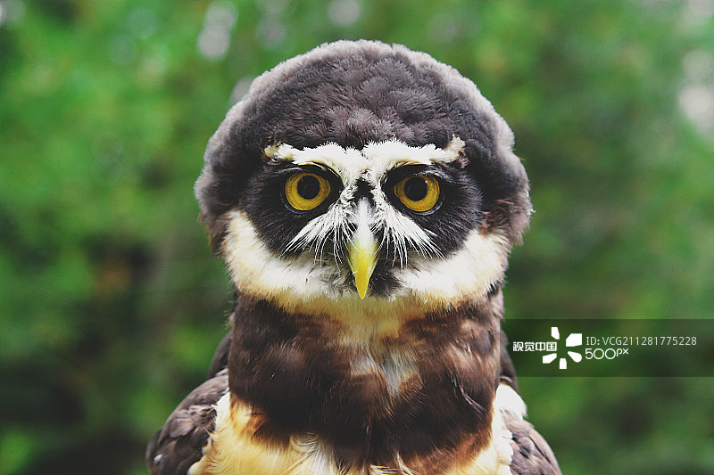 眼镜猫头鹰图片素材