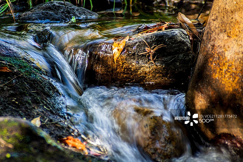 等待中的水蜘蛛图片素材