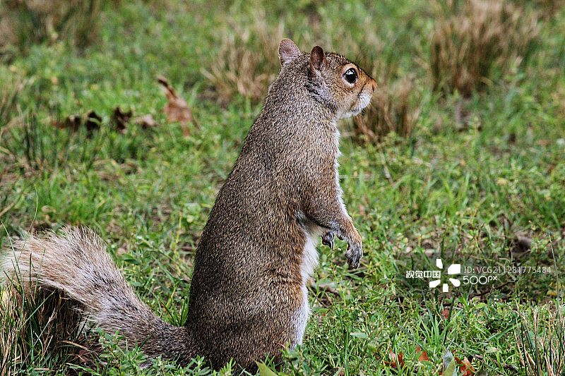 波士顿公园里的松鼠图片素材