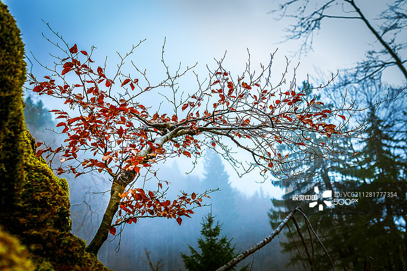 红色树木图片素材