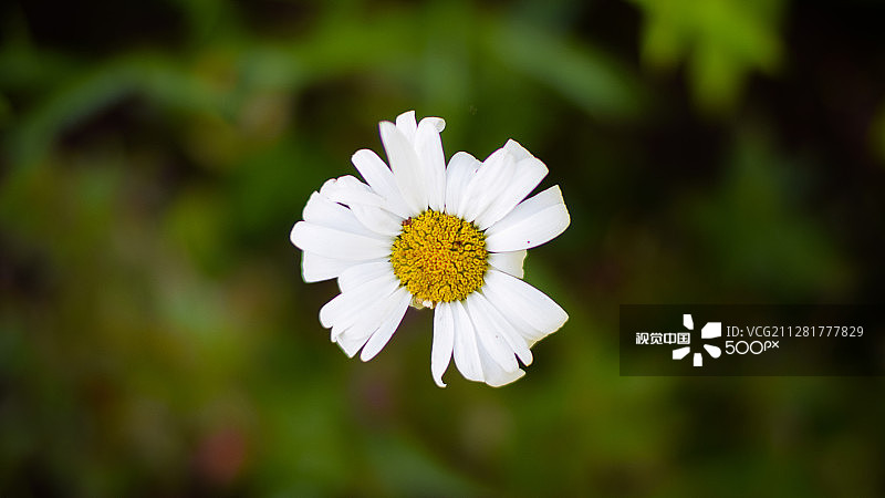 关于甘菊图片素材