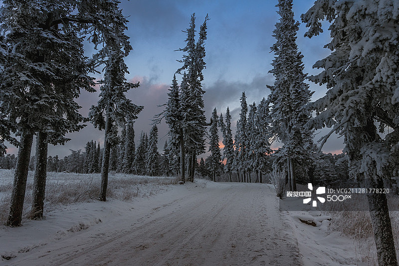 冷杉树小巷图片素材