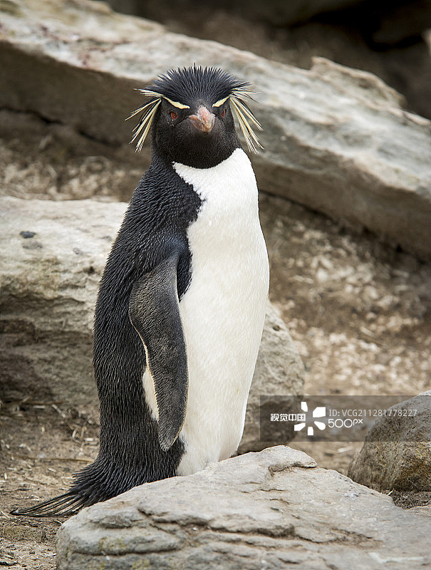 马尔维纳斯群岛5图片素材