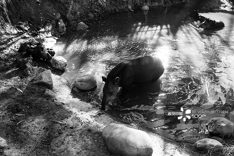 不知道这是什么，也许是貘？图片素材