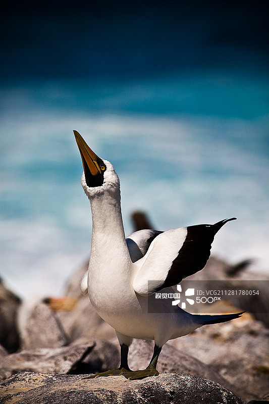 纳斯卡鲣鸟交配展示图片素材