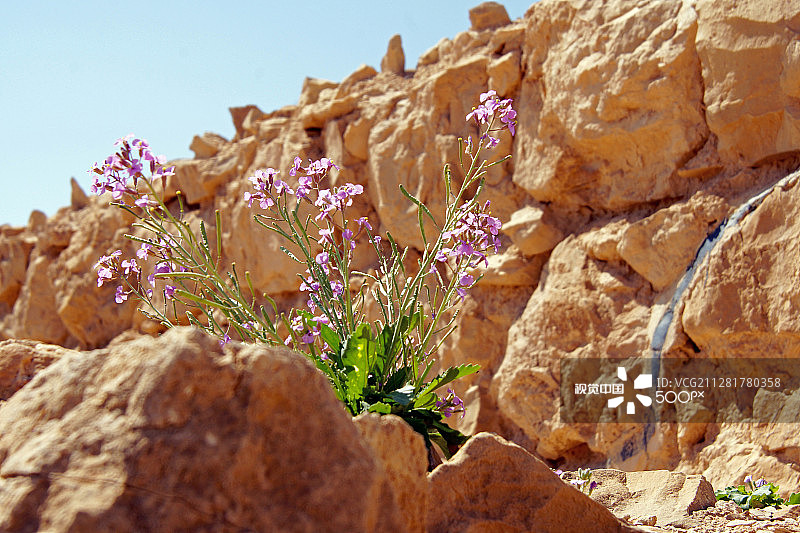 马萨达：岩石上的花朵图片素材