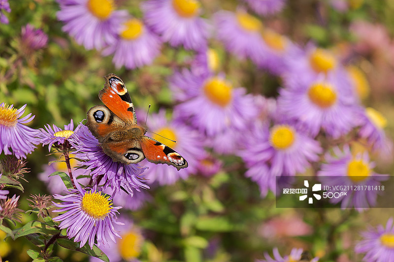 Aglais io & Aster novae图片素材
