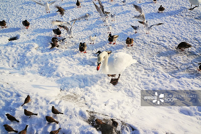鸟类趣味图片素材