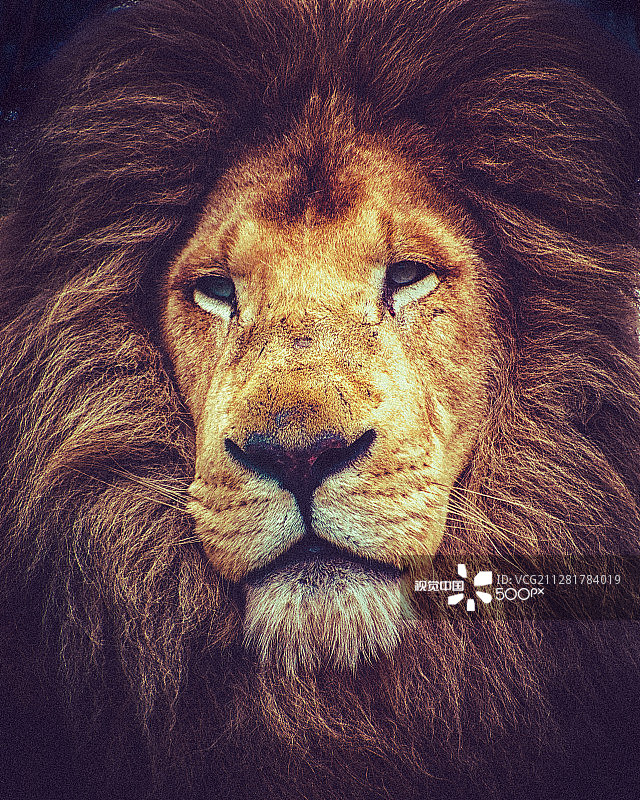 白色狮子卡斯帕图片素材