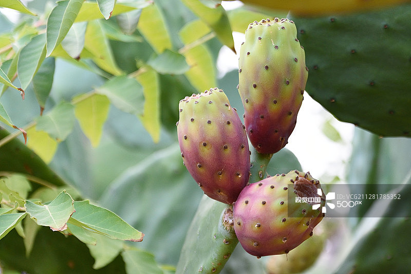 仙人掌果图片素材