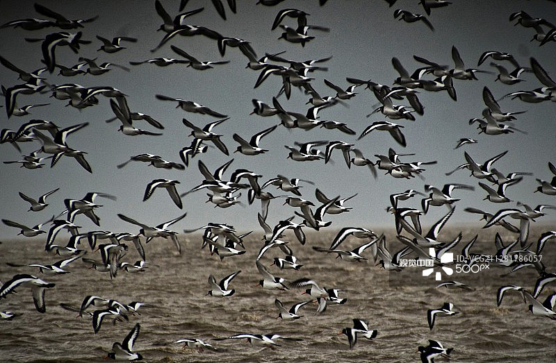 12月北海的鸟类图片素材
