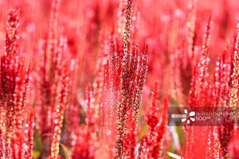 红色鸡冠花图片素材