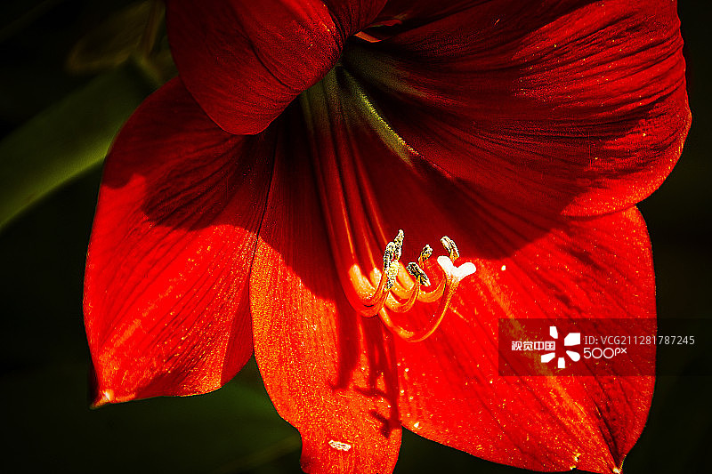 孤挺花图片素材