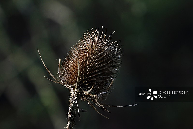 teasel图片素材