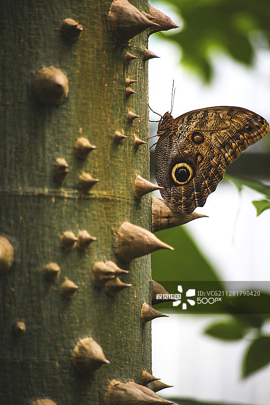 猫头鹰蝴蝶图片素材