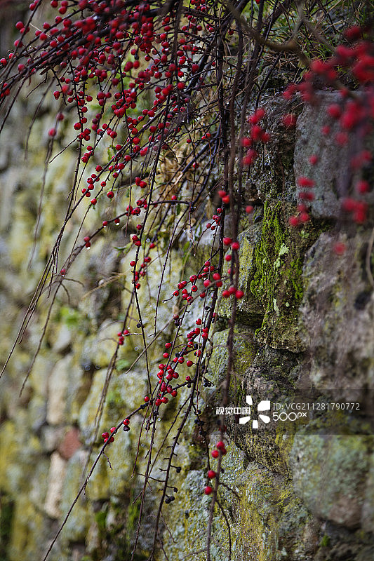 红色浆果图片素材