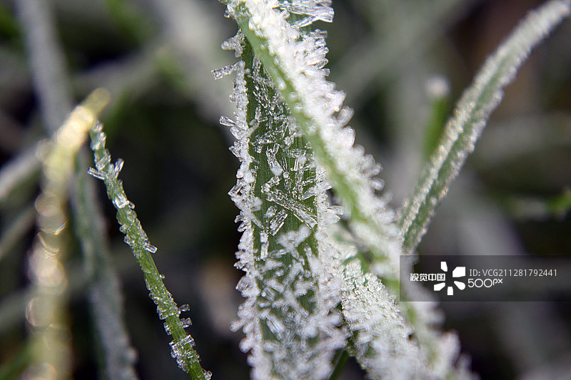 草地上的冰碴图片素材