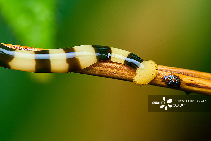 锤头海蛞蝓图片素材
