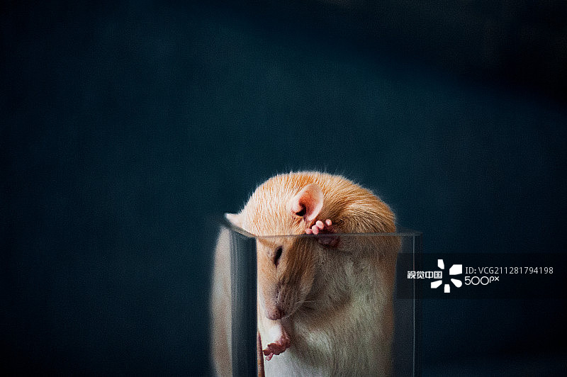 玻璃杯中的老鼠图片素材